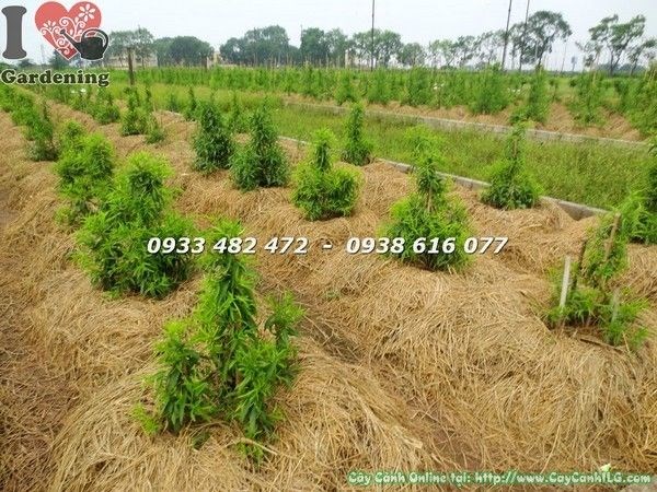 Cây hoa đào giống cao 80cm - chi tiết thân và lá khỏe