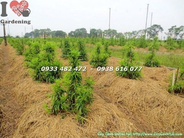 Hoa đào giống cao 80cm - cây khỏe mạnh, thân thẳng