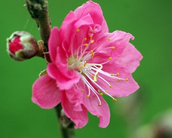 Cành hoa đào chi tiết – sắc hồng đỏ rực rỡ mùa xuân
