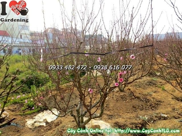 Cây hoa đào hai màu hồng đỏ cao 1,7m – đẹp trong khuôn viên sân vườn