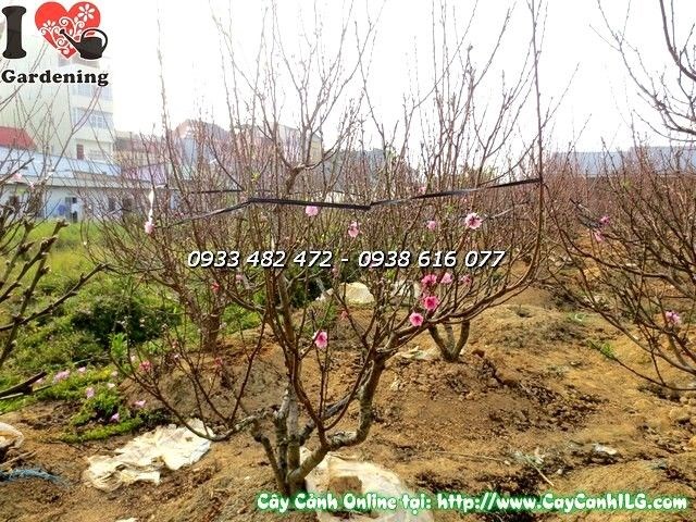 Thân cây và tán lá hoa đào hai màu hồng đỏ cao 1,7m – ILG