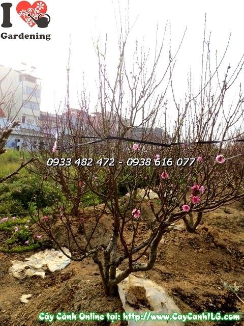 Cây hoa đào hai màu hồng đỏ cao 1,7m – Ms 19856 – vườn ILG