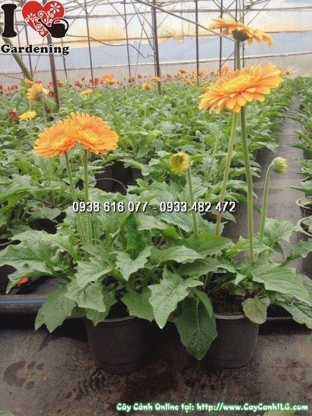 Hoa đồng tiền cam sắc rực rỡ – cây cao 30cm Ms 24938