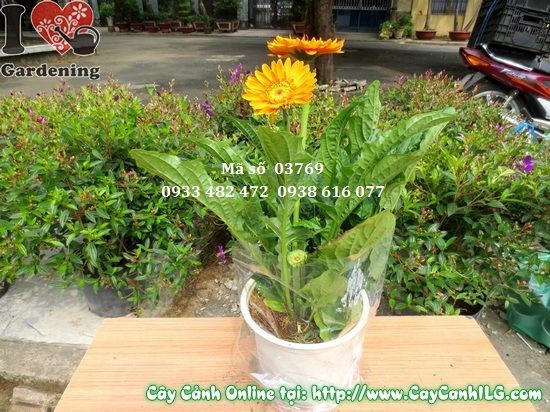 Chậu hoa đồng tiền nở rộ rực rỡ