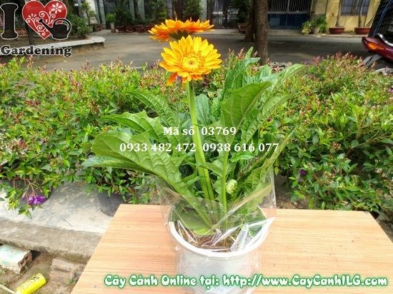 Cây hoa đồng tiền xanh tốt khỏe mạnh