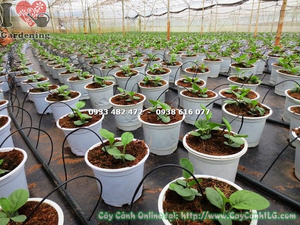 hoa đồng tiền giống nhiều màu sắc