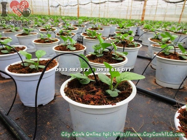 cây hoa đồng tiền giống lá xanh khỏe mạnh