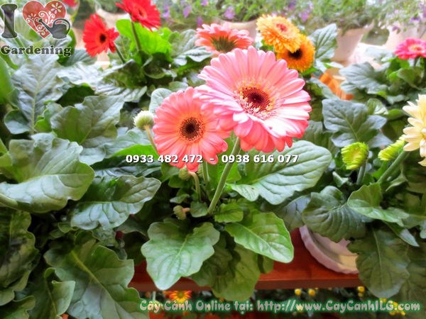 Cây hoa đồng tiền hồng phấn mini trồng luống cảnh quan