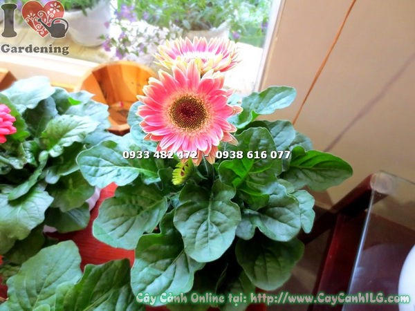 Hoa đồng tiền trắng hồng mini – hình ảnh thực tế tại vườn ILG