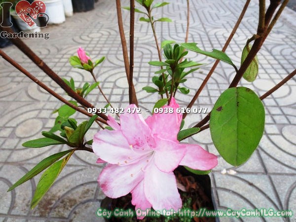Cây đỗ quyên hồng phấn giống cao 50cm – lá xanh tươi, thân đẹp