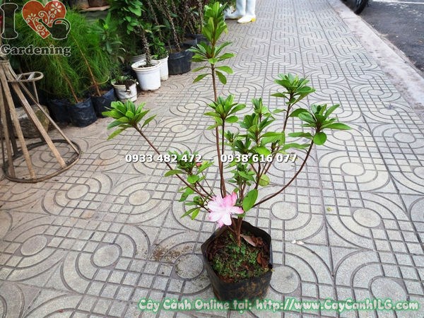 Chi tiết hoa đỗ quyên hồng phấn – màu hồng nhẹ nhàng, cánh mỏng