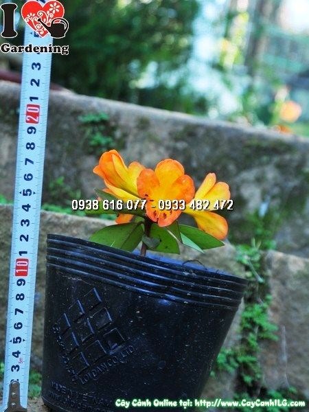 Cây hoa Đỗ Quyên Úc được cung cấp sỉ số lượng lớn tại ILG