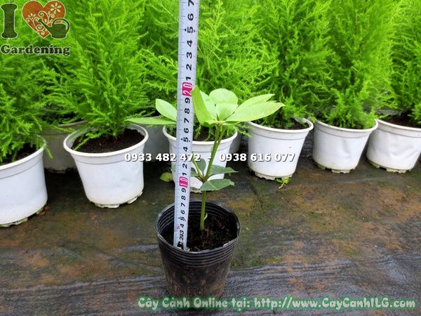Cây giống Đỗ Quyên Úc tại vườn ILG