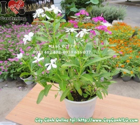 Cây hoa dừa cạn sau khi cắt tỉa tạo dáng bụi tròn đẹp