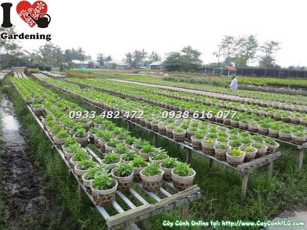 Cây hoa dừa cạn giống các loại - đa dạng màu sắc - ILG