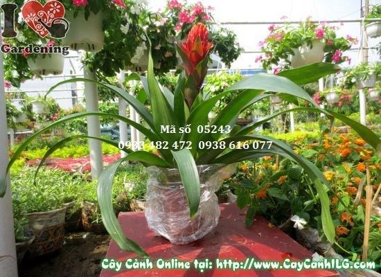 Cây hoa đuốc cao 45cm – Ms 05243 tại ILG