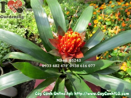 Cây hoa đuốc trang trí nội thất – dễ trồng chậu trong nhà
