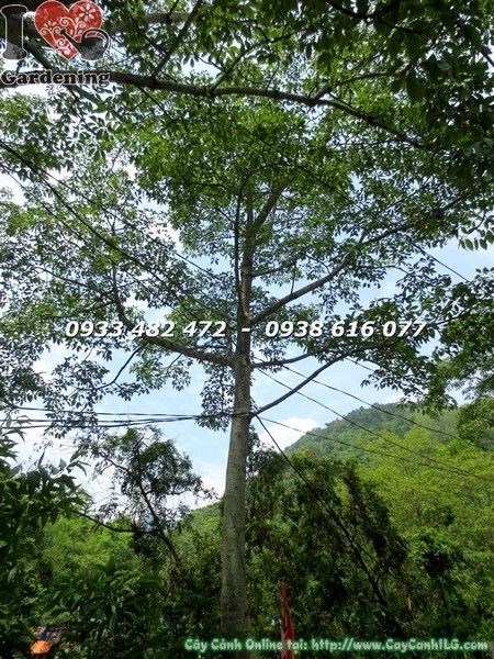 Cây hoa gạo cao 6m – hình ảnh thực tế tại vườn ILG