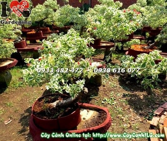 Bonsai hoa giấy cẩm thạch đang ra hoa rực rỡ