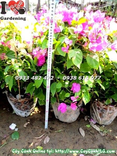 hoa giấy cẩm thạch đỏ ra hoa rực rỡ