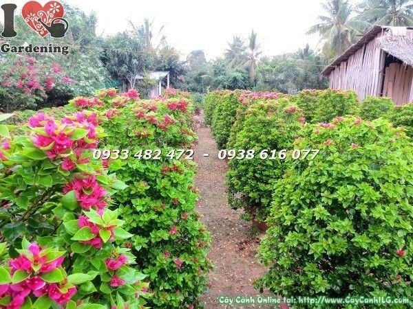 Cây hoa giấy Mỹ cao 1m1 được trồng cảnh quan tại công trình