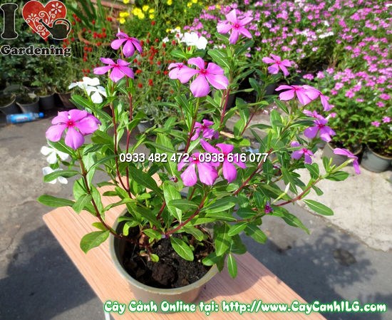 lộ trình phát triển cây hoa hải đằng từ 30cm