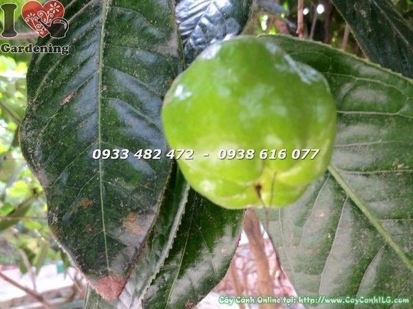 Cây hoa hải đường cao 3m tán đẹp tại vườn ILG