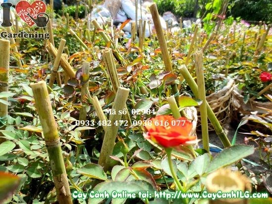 Cắt tỉa hoa hồng đúng kỹ thuật để cây ra hoa đều