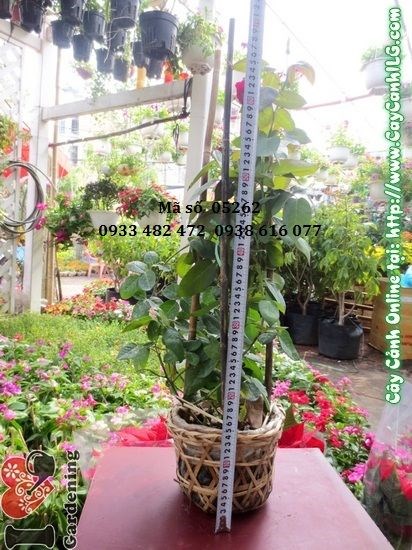 Cây hoa hồng nhung trồng sân vườn – ILG cung cấp sỉ lẻ TP.HCM