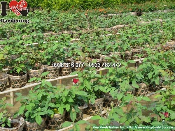Cây hoa hồng nhung cao 30cm – cung cấp sỉ lẻ tại ILG