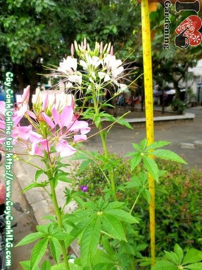 Cây hoa hồng ri cao 80cm - Ms 03771 tán đẹp sẵn hoa