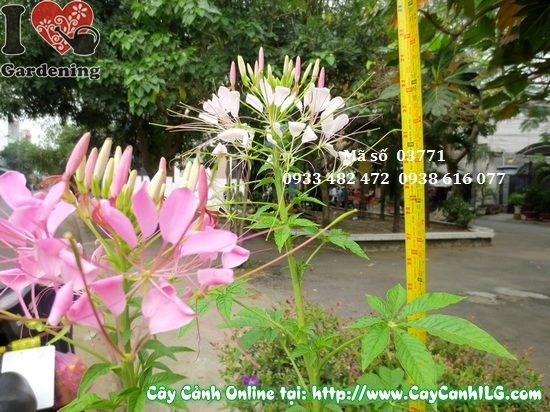 Cây hoa hồng ri 80cm lá xanh tươi mướt, thân bụi chắc khoẻ