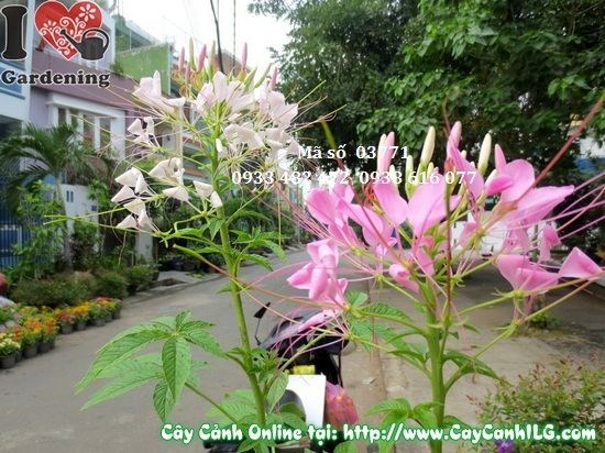 Cây hoa hồng ri 80cm trưng bày tại vườn ILG TP.HCM