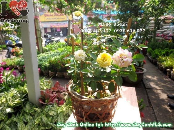 Cây hoa hồng tỉ muội 25cm trồng thảm cảnh quan sân vườn – ILG