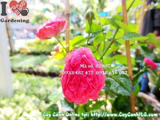 Chăm sóc hoa hồng tỉ muội đỏ 25cm đúng cách