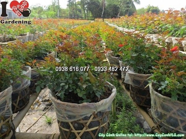Hoa hồng tỉ muội đỏ cam 25cm - màu sắc rực rỡ, cây khỏe mạnh