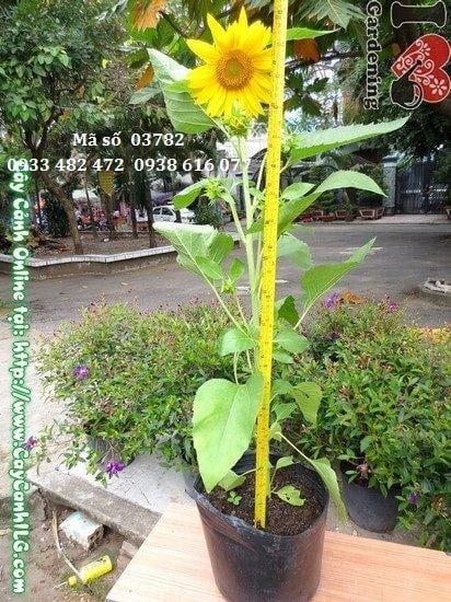 Cây hoa hướng dương cao 80cm Ms 03782 tại vườn ILG