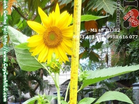 Cây hoa hướng dương 80cm trang trí sân vườn và cảnh quan dự án