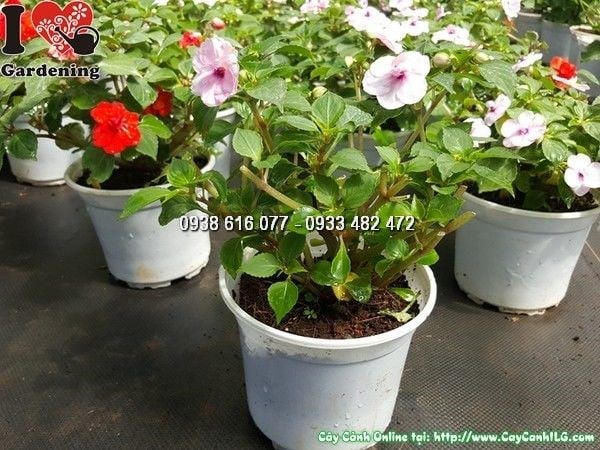 Hoa loan thảo kép nhiều cánh xếp chồng đẹp như hoa hồng thu nhỏ