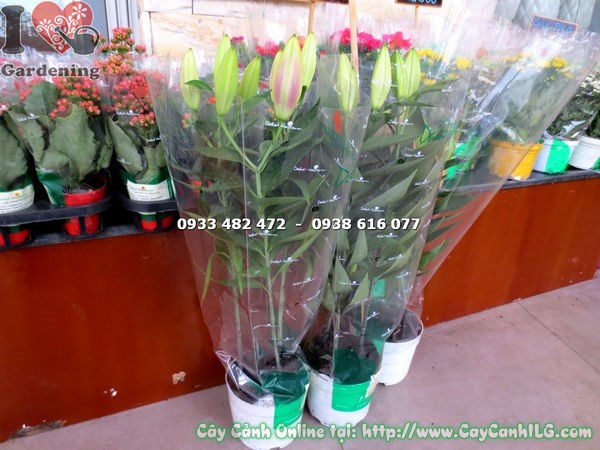 Cây hoa ly lá trồng cảnh quan sân vườn đẹp