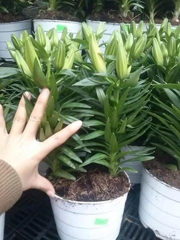 Hoa ly lùn nở rực rỡ – điểm trang trí ấn tượng cho không gian xanh