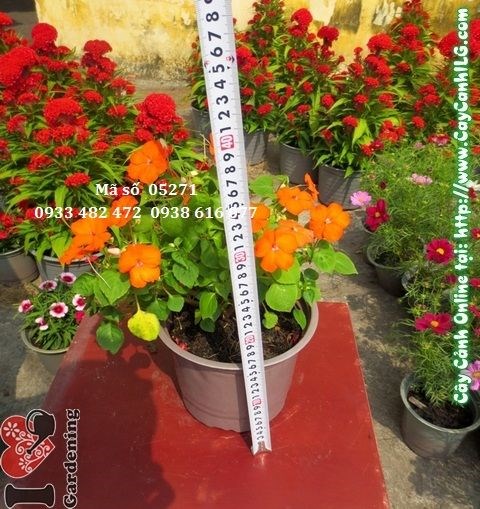 Cây hoa mai địa thảo 18cm – kích thước lý tưởng để trồng thảm hoa