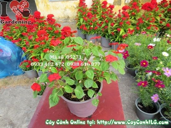 Cây hoa mai địa thảo trang trí sân vườn, lối đi công trình