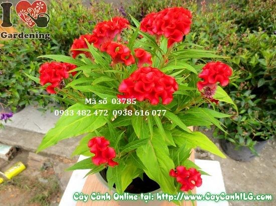 Cây hoa mào gà giống và cây con tại ILG