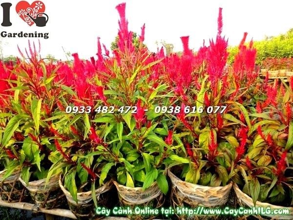 Hoa mào gà đỏ rực rỡ - đặc điểm nổi bật