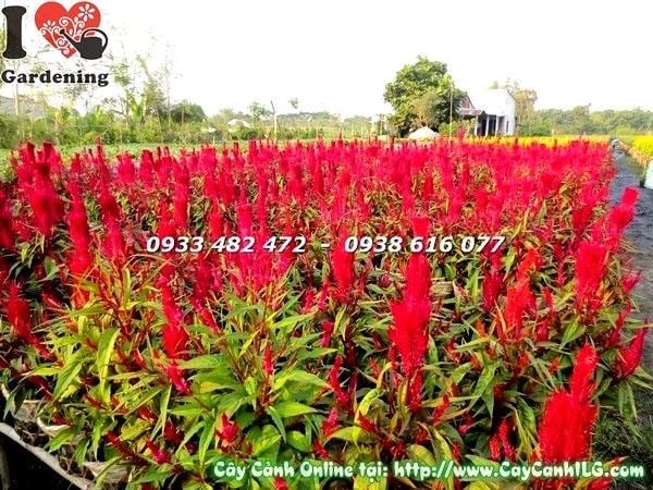 Chậu cây hoa mào gà đỏ trồng làm cảnh quan
