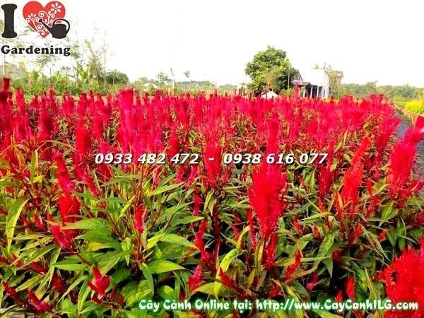Cây hoa mào gà đỏ trồng chậu trang trí sân vườn
