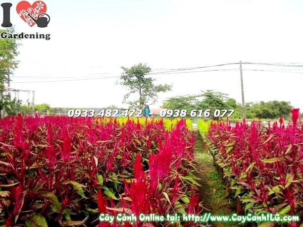 Hoa mào gà tím rực rỡ – sắc tím nổi bật tại vườn ILG