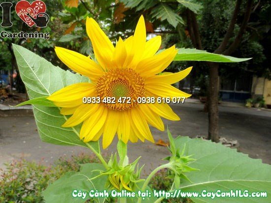 Hoa mặt trời cao 80cm chi tiết cánh hoa vàng