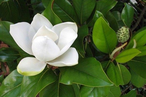 cây mộc lan trắng trưởng thành tán rộng xanh bóng cảnh quan công trình